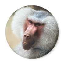 Apes Howdy Fridge Magnet