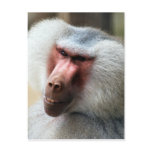 Apes Howdy Postcard