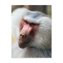 Apes Howdy Postcard