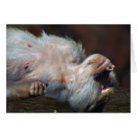 Apes life greeting cards