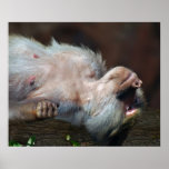 Apes life poster