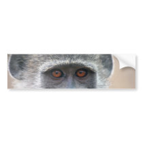 Apes look into ones eyes bumper stickers