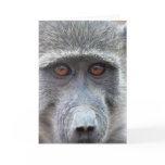 Apes look into ones eyes card