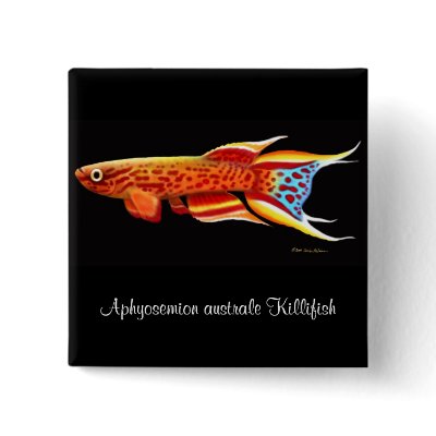 Aphyosemion australe Killifish Pin by twopurringcats