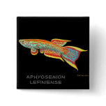 Aphyosemion Killifish Pin