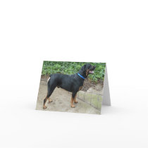 Apollo the Rottweiler Greeting Card