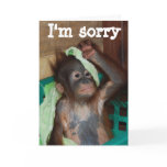 Apology I'm Sorry Greeting Cards