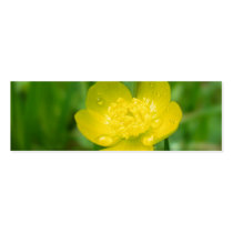 Appalachian Buttercup Bookmarks Business Cards