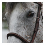 appaloosa-18 announcement