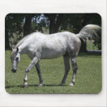 Appaloosa Beauty Mousepad