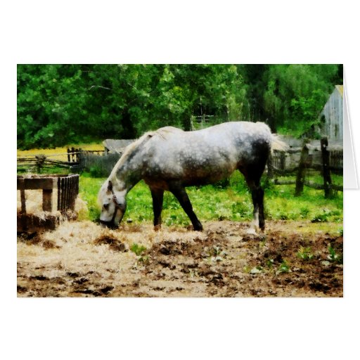 Appaloosa Eating Hay Card