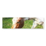 Appaloosa Horse Bumper Sticker