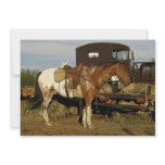 Appaloosa Horse Invitation Cards