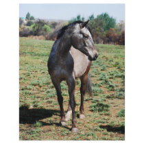 Appaloosa horses full color flyer