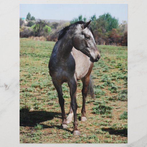 Appaloosa horses full color flyer