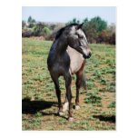 Appaloosa horses postcards