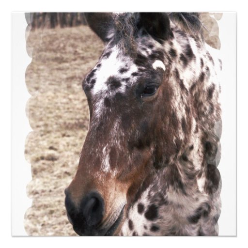 Appaloosa Stallion Invitation