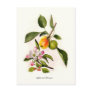 Apple and Blossom Post Card
