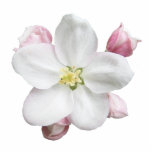 Apple Blossom ~ acrylic photo sculptures