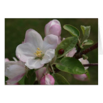 apple blossom and a lady bug cards