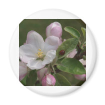 apple blossom and a lady bug magnet