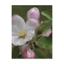 apple blossom and a lady bug postcard