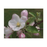 apple blossom and a lady bug postcard