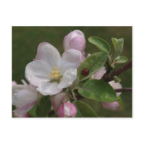 apple blossom and a lady bug postcard