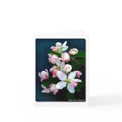 Apple Blossom Branch Card by beesplace