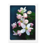 Apple Blossom Branch Postcard