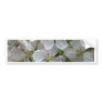 Apple Blossom Bumper Sticker