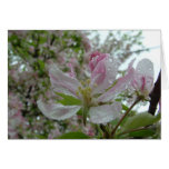 Apple Blossom Card