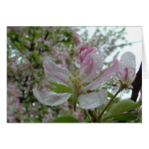 Apple Blossom Card