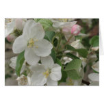 Apple Blossom cards