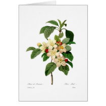 Apple blossom card