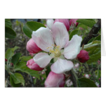 Apple Blossom Cards
