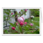 Apple Blossom cards