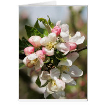 Apple blossom card