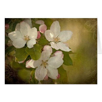 Apple Blossom Cluster Card by DakotaWinds
