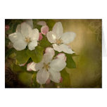 Apple Blossom Cluster Card