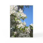 Apple Blossom Greeting Card