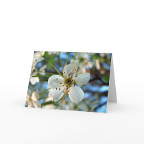 Apple Blossom Greeting Card