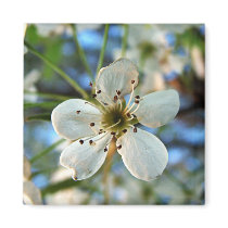Apple Blossom Magnet