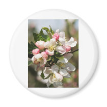Apple blossom refrigerator magnet