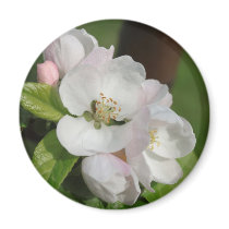 Apple Blossom Magnet
