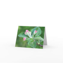 Apple Blossom Note Card