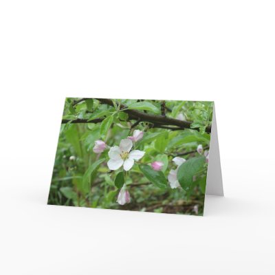 Apple blossom notecard by jepineo
