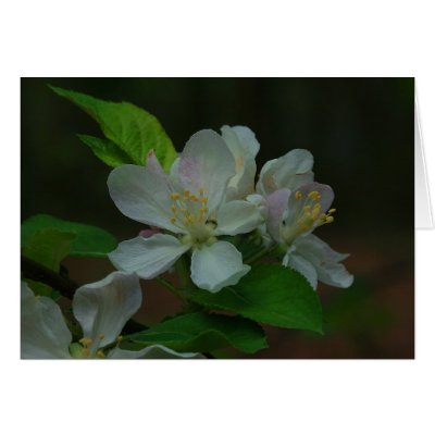Apple Blossom on a Cloudy Day Greeting Cards by jim270