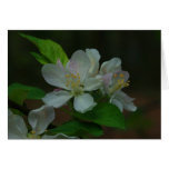 Apple Blossom on a Cloudy Day cards