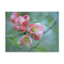 Apple Blossom #P0356 Postcard